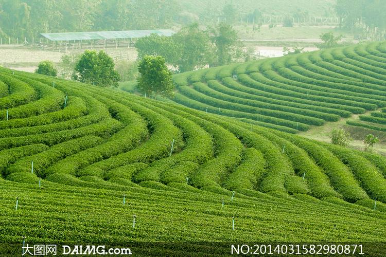 规模种植的茶叶园风光摄影高清图片